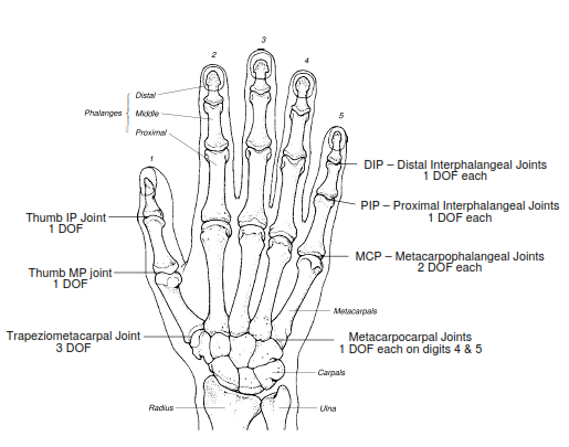 Hand Joints
